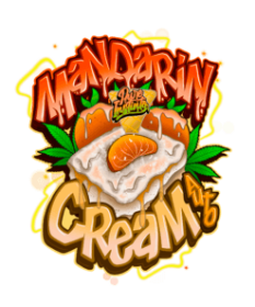 Pure Instinto Mandarine Cream AUTO - 3 autoflowering Samen