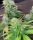 Pure Instinto Mandarine Cream AUTO - 3 autoflowering Samen