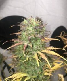 Pure Instinto Girl Scout Kush AUTO - 3 autoflowering Samen