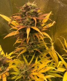 Pure Instinto Girl Scout Kush AUTO - 3 autoflowering Samen