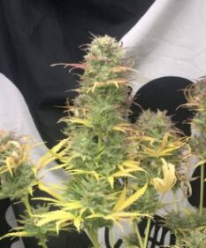 Pure Instinto Girl Scout Kush AUTO - 3 autoflowering Samen