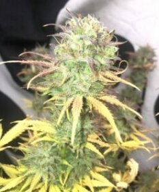 Pure Instinto Girl Scout Kush AUTO - 3 automatisierte Samen