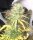 Pure Instinto Girl Scout Kush AUTO - 3 autoflowering Samen