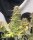 Pure Instinto Girl Scout Kush AUTO - 3 automatisierte Samen