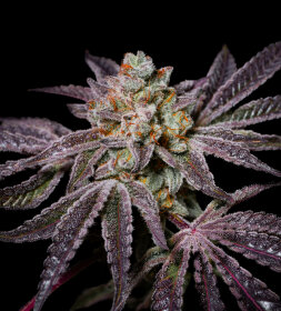 Pure Instinto Insanity OG EXOTIC LINE - 3 feminisierte Samen