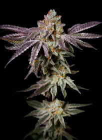 Pure Instinto Insanity OG EXOTIC LINE - 3 feminisierte Samen