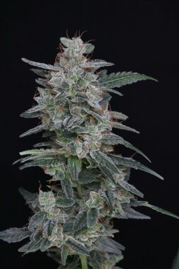 Pure Instinto MAC² AUTO USA LINE - 3 autoflowering...