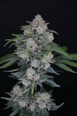 Pure Instinto MAK OG AUTO USA LINE - 3 autoflowering Samen