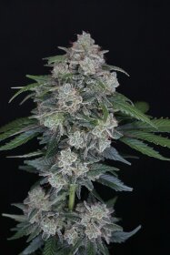 Pure Instinto MAK OG AUTO USA LINE - 3 autoflowering Samen