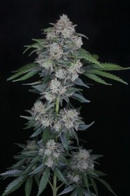 Pure Instinto MAK OG AUTO USA LINE - 3 autoflowering Samen