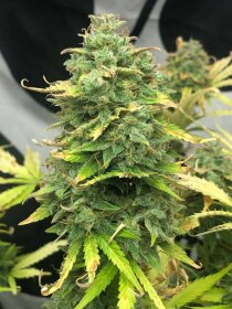 Pure Instinto Mimosa Cake AUTO - 3 autoflowering Samen