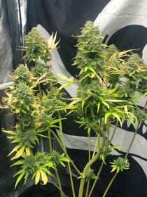 Pure Instinto Mimosa Cake AUTO - 3 autoflowering Samen