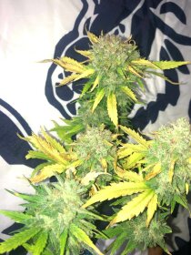 Pure Instinto Mimosa Cake AUTO - 3 autoflowering Samen