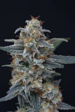 Pure Instinto Minty Grape Kush USA LINE - 3 feminisierte...