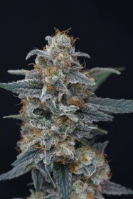 Pure Instinto Minty Grape Kush USA LINE - 3 feminisierte Samen