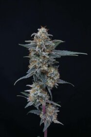 Pure Instinto Minty Grape Kush USA LINE - 3 feminisierte Samen