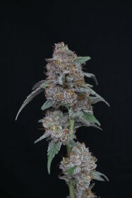 Pure Instinto SherBacio OG AUTO USA LINE - 3 autoflowering Samen