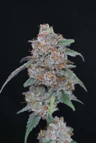 Pure Instinto SherBacio OG AUTO USA LINE - 3 autoflowering Samen