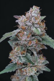 Pure Instinto SherBacio OG AUTO USA LINE - 3 autoflowering Samen