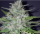 Pure Instinto Shotgun AUTO - 3 autoflowering Samen