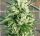 Pure Instinto Shotgun AUTO - 3 autoflowering Samen