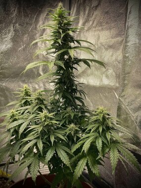 Pure Instinto Strawberry Shortcake AUTO - 3 autoflowering...