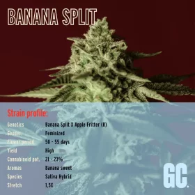 Grand CRU Banana Split - 3 feminisierte Samen