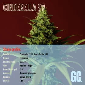 Grand CRU Cinderella 99 - 3 feminisierte Samen