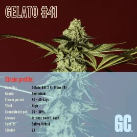 Grand CRU Gelato #41 - 3 feminisierte Samen