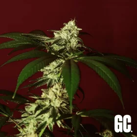 Grand CRU Kosher Kush - 3 feminisierte Samen