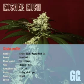 Grand CRU Kosher Kush - 3 feminisierte Samen