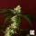 Grand CRU Kosher Kush - 3 feminisierte Samen