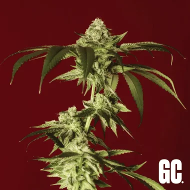 Grand CRU Kush Mints - 3 feminisierte Samen