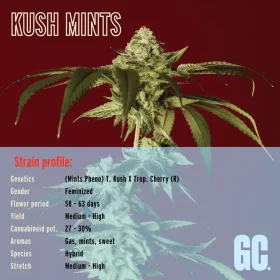 Grand CRU Kush Mints - 3 feminisierte Samen