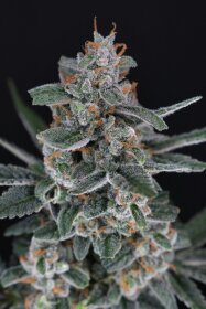 Pure Instinto Tri-Whip Kush AUTO - 3 autoflowering Samen