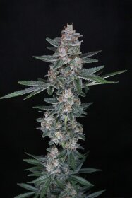 Pure Instinto Tri-Whip Kush AUTO - 3 autoflowering Samen