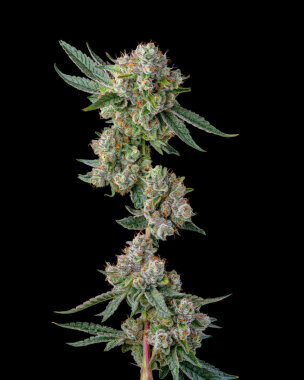 Compound Genetics Glue 31 *Jokerz Vol. 1* - 7  feminisierte Samen