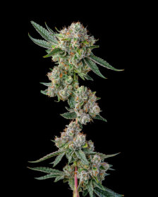 Compound Genetics Glue 31 *Jokerz Vol. 1* - 7  feminisierte Samen