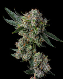 Compound Genetics Glue 31 *Jokerz Vol. 1* - 7  feminisierte Samen