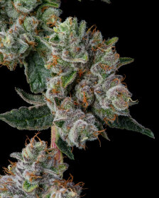 Compound Genetics Glue 31 *Jokerz Vol. 1* - 7  feminisierte Samen