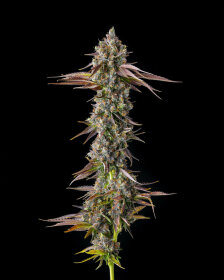 Compound Genetics Strawberry Skrilla *Jokerz Vol. 1* - 7  feminisierte Samen