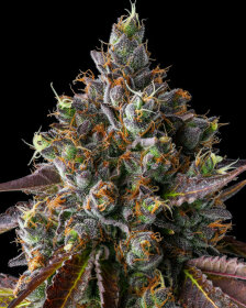 Compound Genetics Strawberry Skrilla *Jokerz Vol. 1* - 7  feminisierte Samen