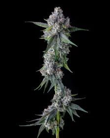 Compound Genetics Trillianz *Jokerz Vol. 2* - 7  feminisierte Samen