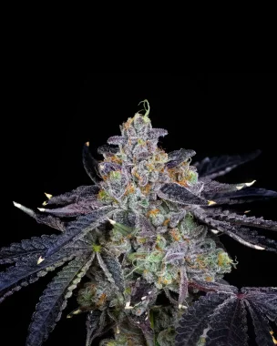 Compound Genetics Guava Bomba *La Bomba* - 7...