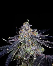 Compound Genetics Guava Bomba *La Bomba* - 7  feminisierte Samen