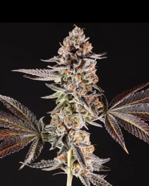 Compound Genetics Chronic Cake *La Bomba* - 7...