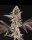 Compound Genetics Chronic Cake *La Bomba* - 7  feminisierte Samen