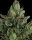 Compound Genetics Rose Gold Rackz *The Menthol Vol. 2* - 7  feminisierte Samen