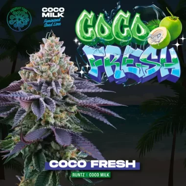 Perfect Tree Coco Fresh - 6+3 feminisierte Samen