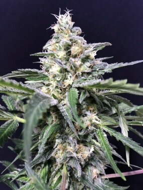 R-Kiem Seeds Amnesia Amazon Haze AUTO - 3 autoflowering...